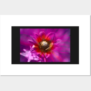 Dahlia, Dahlia, abstract, colorful, flower, bloom Posters and Art